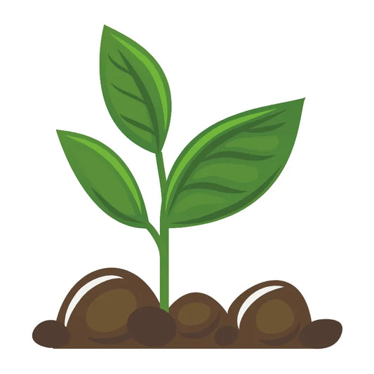 1 Tree Planted in Your Name